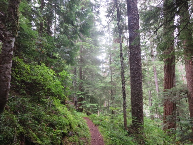 The rainy weather made for a very green and lush forest to hike through.